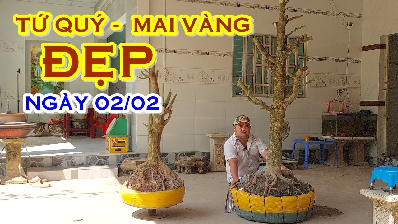 ANH ĐẠT 📲 O36784I563 GIÁ TỐT - MAI TỨ QUÝ, MAI VÀNG GIAO LƯU NGÀY 02/02 @MAIVANGNAMBO