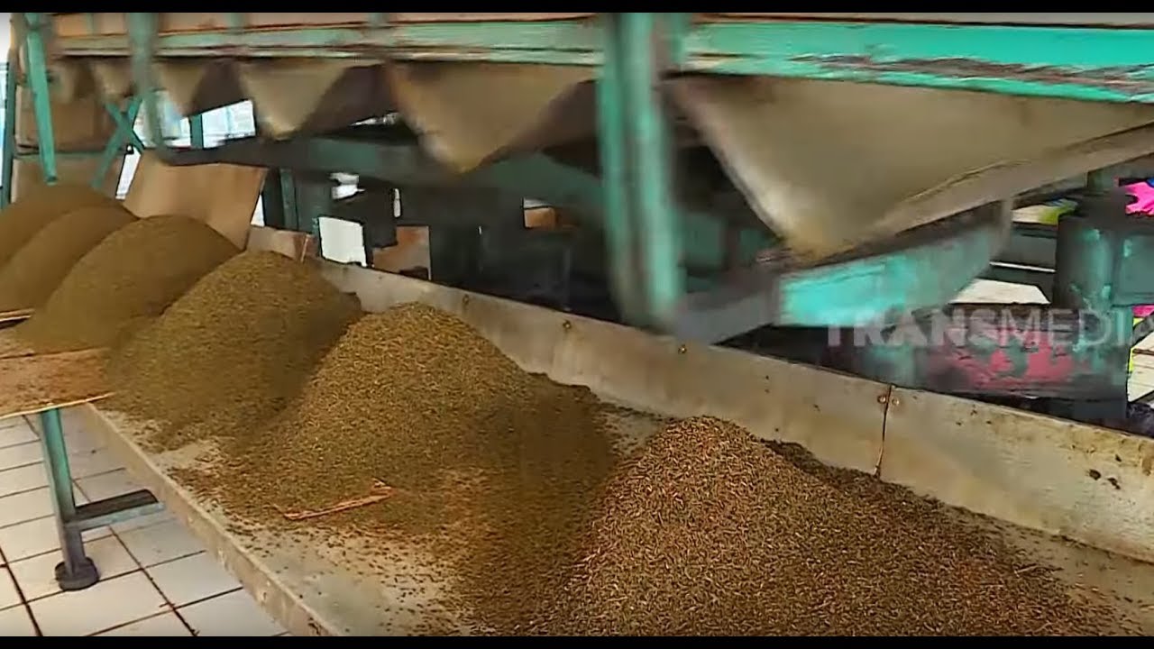 WISATA KEBUN TEH KALIGUA | RAGAM INDONESIA (02/12/19)