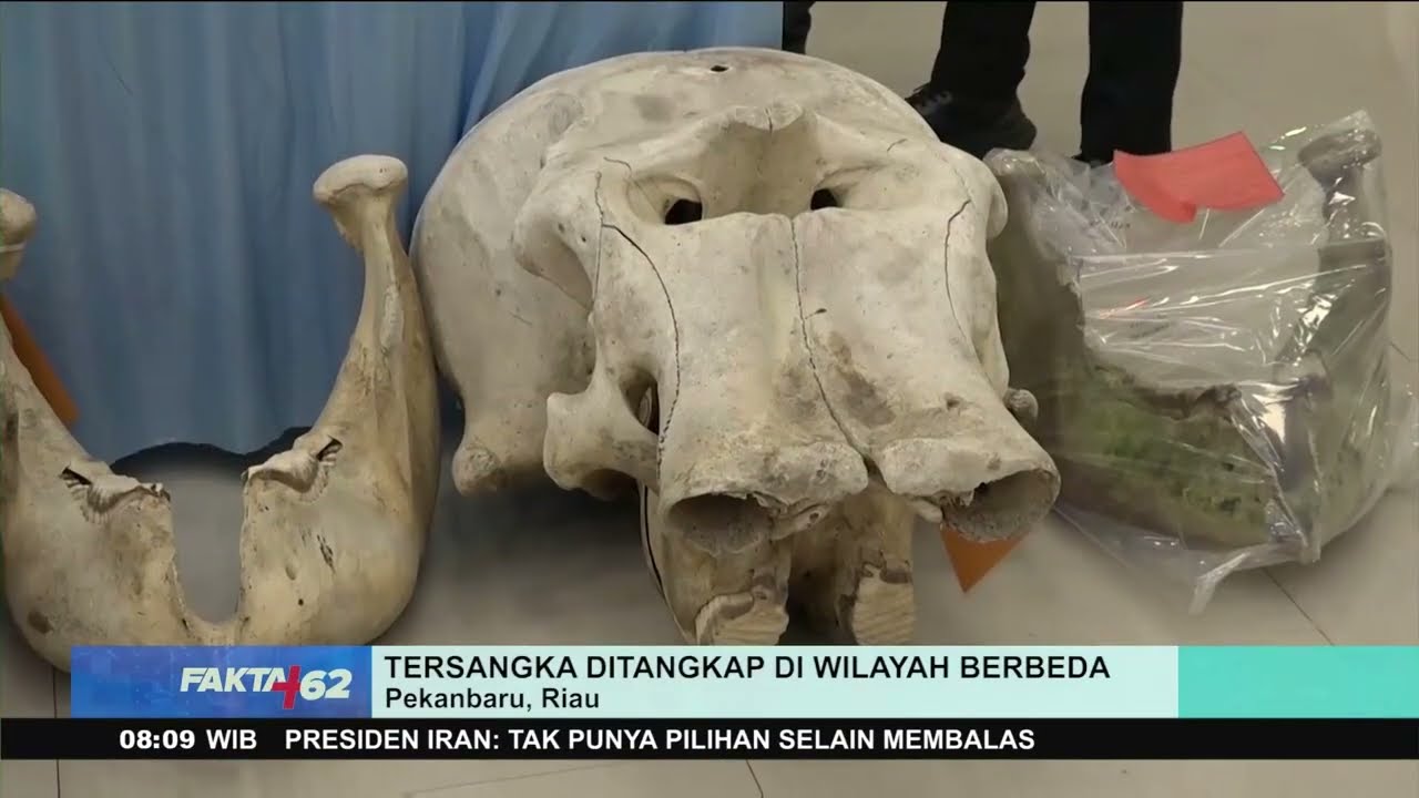 Polda Riau Tangkap 15 Tersangka Jaringan Perburuan Gajah Sumatera