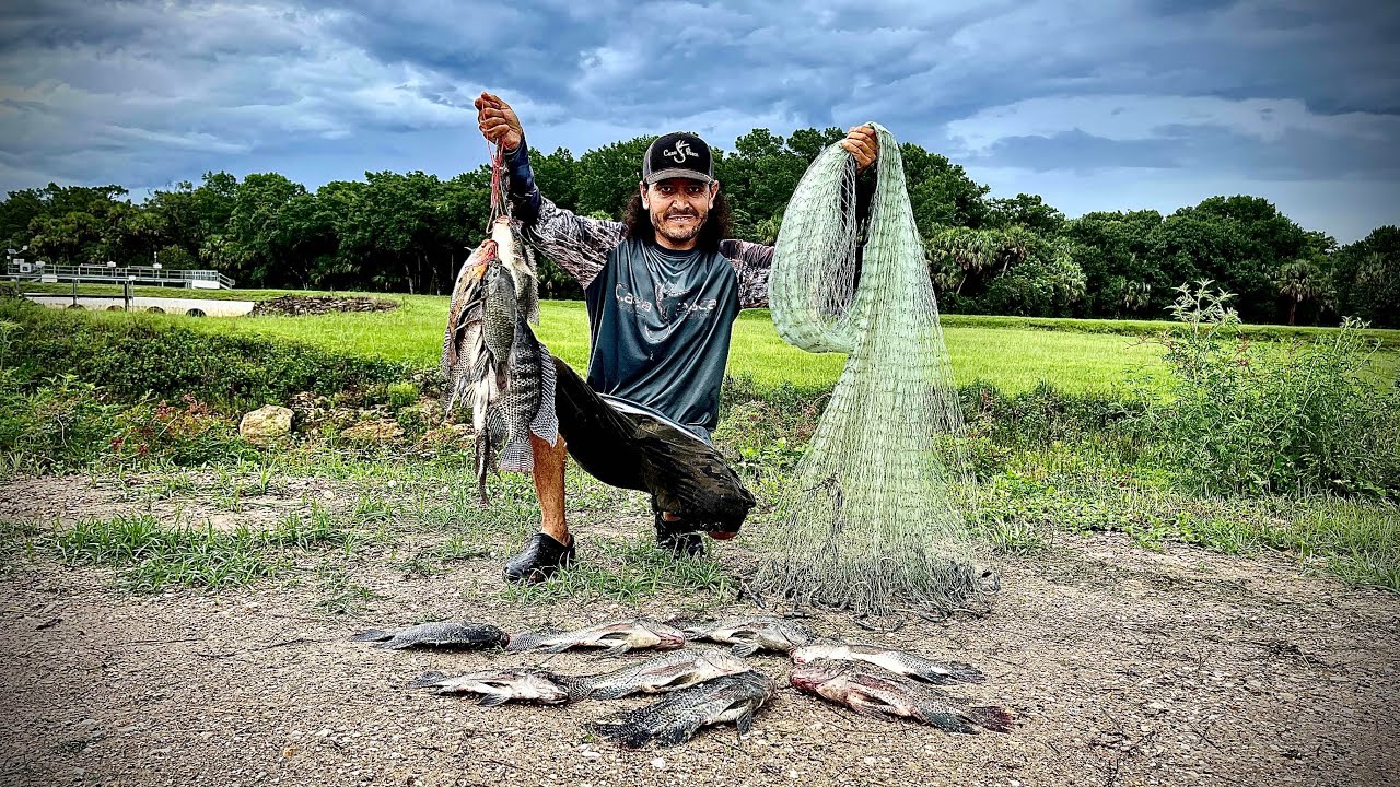 Pesca Masiva De Tilapias Con Tarraya  - Pesca Y Cocina