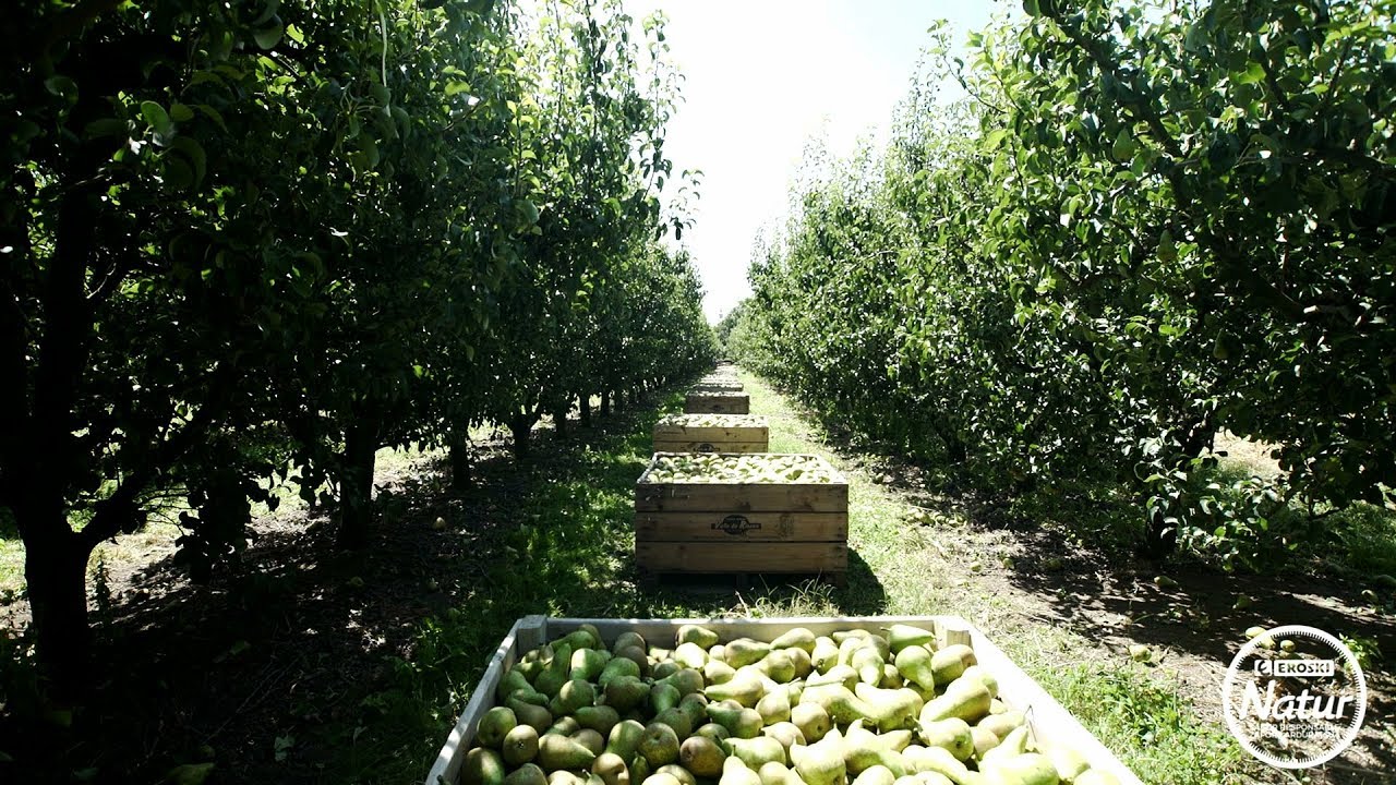 Recolección de las Peras EROSKI Natur DOP Rincón de Soto
