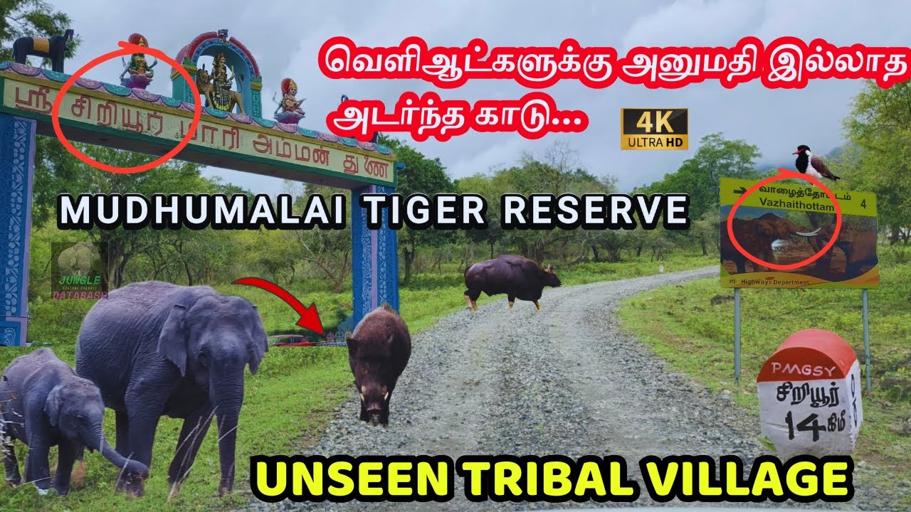 👉Siriyur - Masinakudy 4k -🔥முதுமலை புலிகள் சரணாலயத்தில் உள்ள 