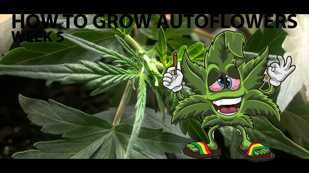 How To Grow Autoflowers | 200w LED Closet Grow | Week 5