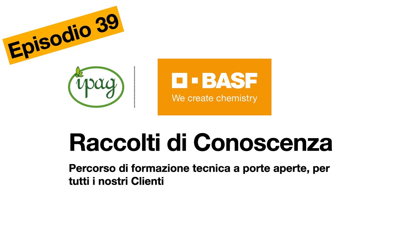 Peronospora in vigneto: come difendersi con BASF | Raccolti di conoscenza by Ipag  Ep.39