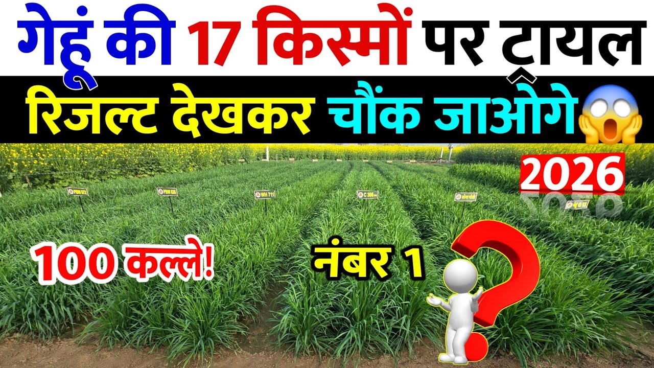 गेहूं की 17 वैरायटियों का 60 दिन पर रिजल्ट | अब तक की नंबर 1 वैरायटी | गेहूं वाला ट्रायल देखो 2026🌾🔥