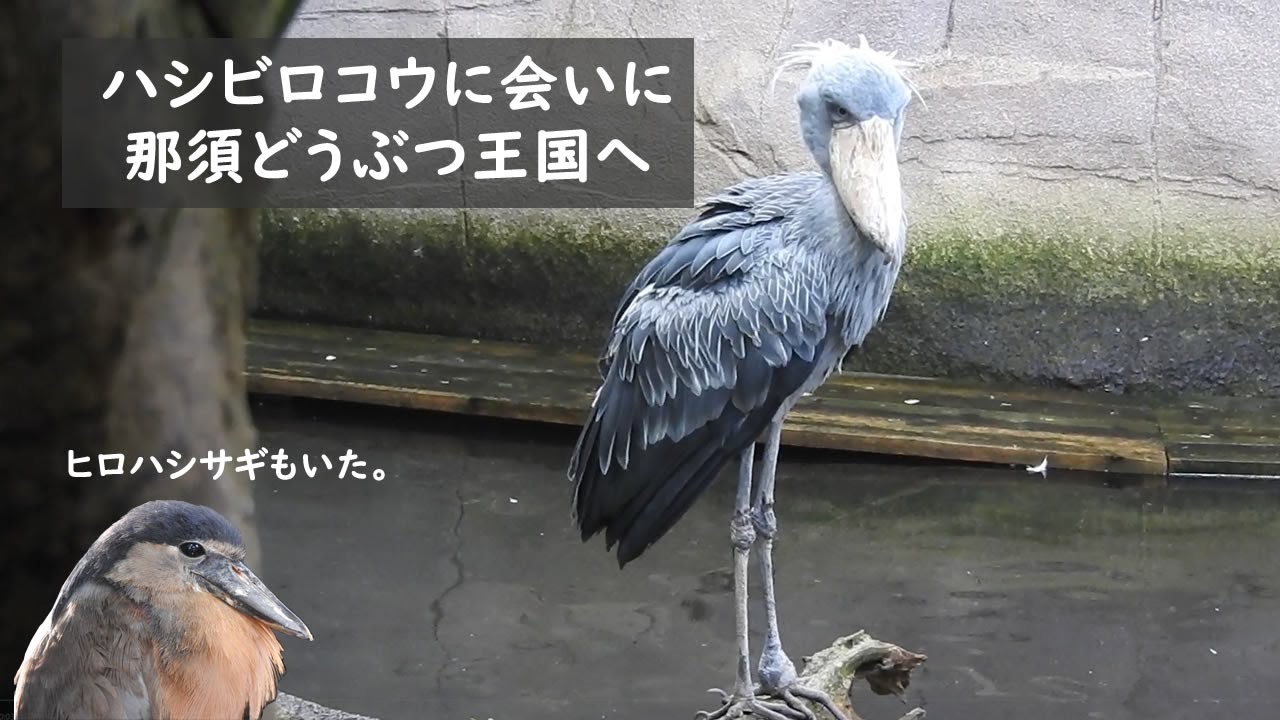 【ハシビロコウ】那須どうぶつ王国 カシシ 2021/11/13