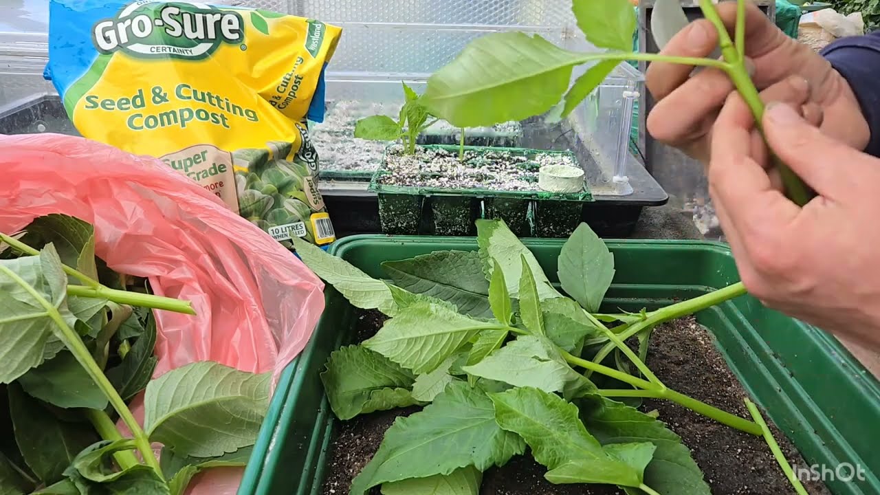 How to take Autumn Dahlia cuttings.