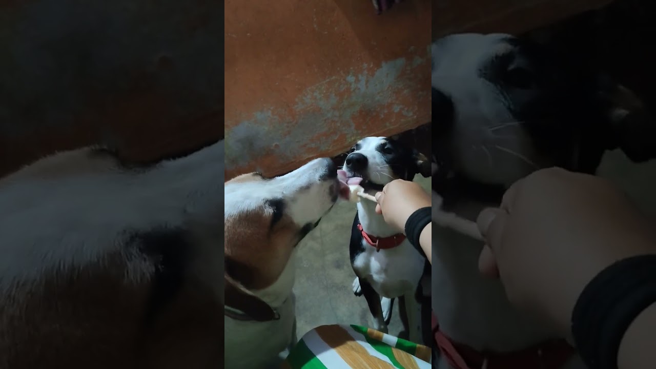 Dog bros sharing popsicle. 