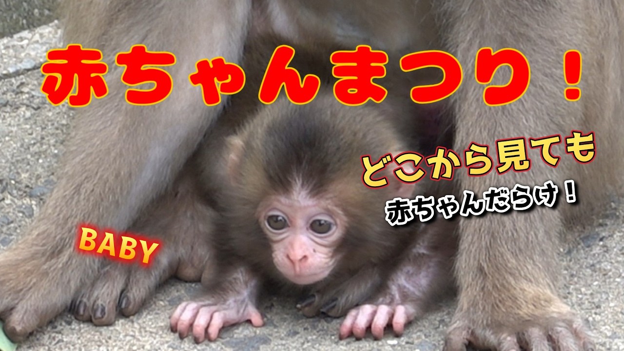 赤ちゃん猿まつり！ 赤ちゃんだらけ！【高崎山自然動物園 モンキーパーク】