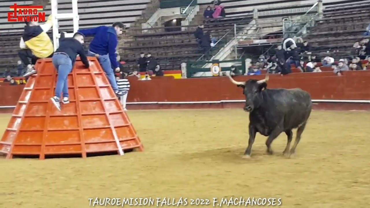 FALLAS 2022 VACAS FALLERAS 7 VACA F. MACHANCOSES TAUROEMISION TOROSENDIRECTO #BULLHD1080P VALENCIA