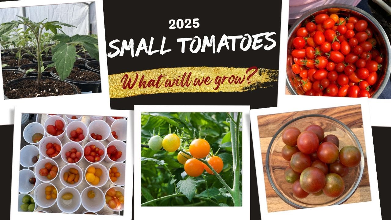 Favorite Cherry and Grape Tomatoes for 2025!
