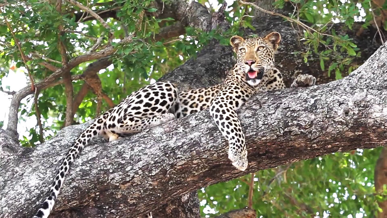 RPA Safari w Afryce Południowej. Kruger National Park