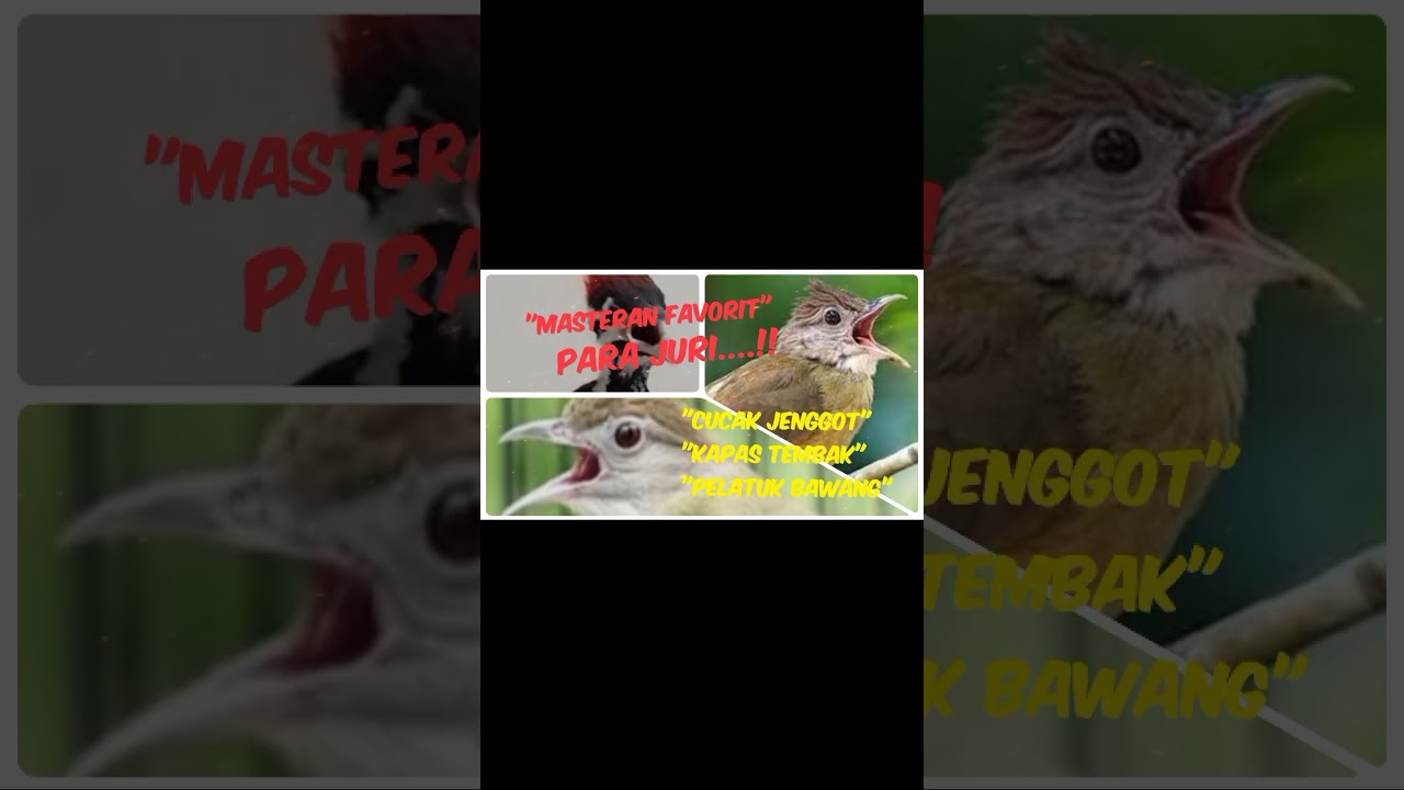 Masteran burung jitu full tembakan kasaran paling mudah ditiru #masteranjernih 