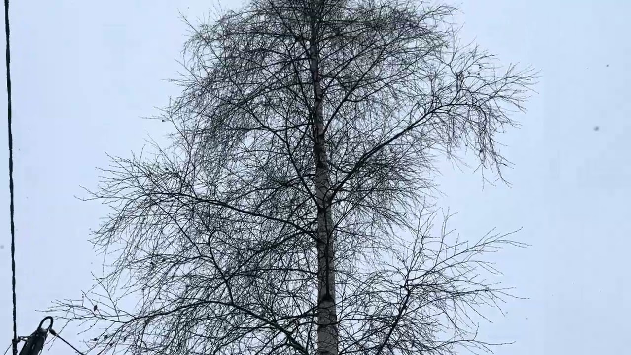 Снег повсюду❄️