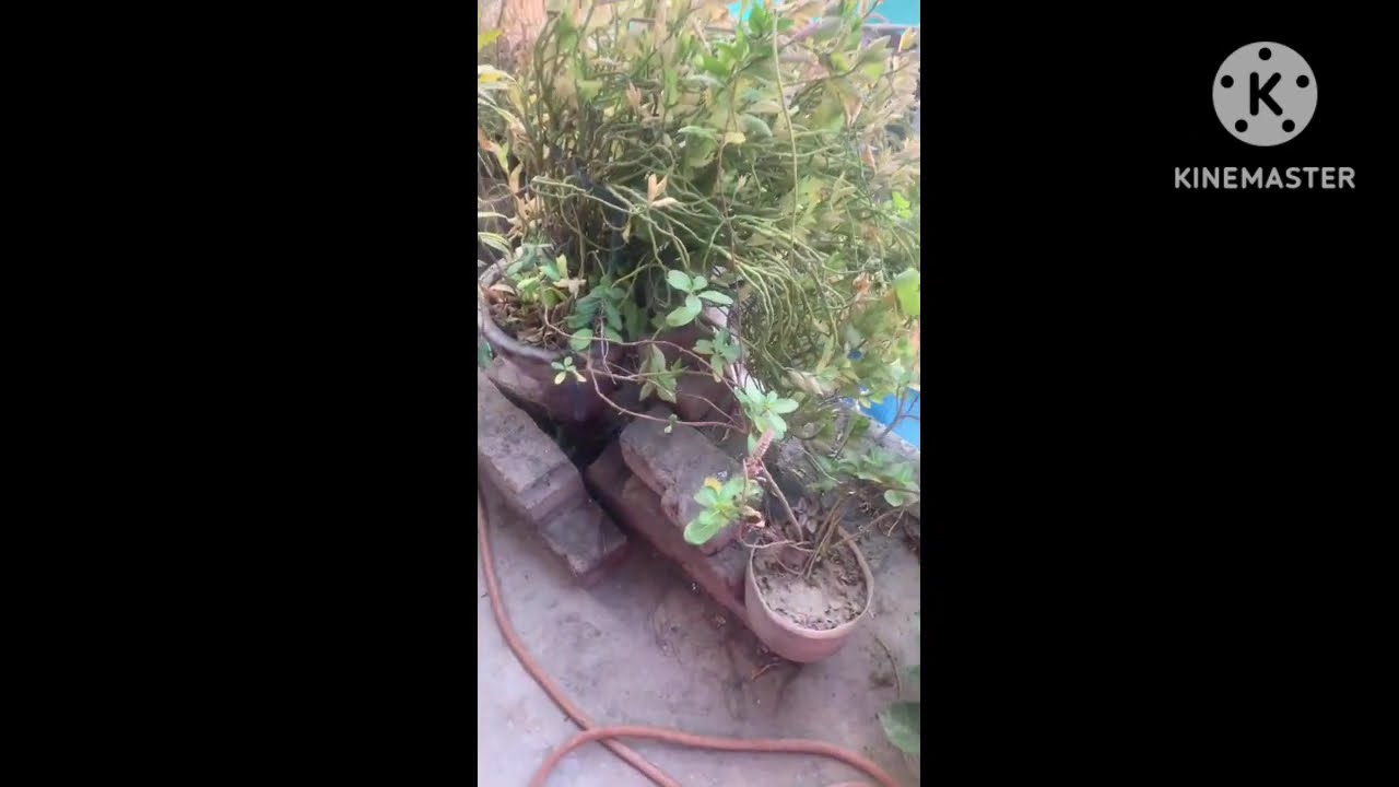 How to grow plants in balcony 