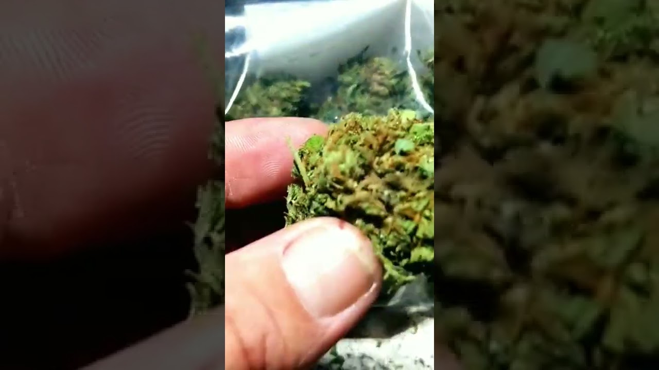 King Kong Kush