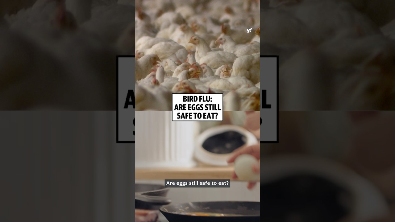 Bird flu: Are eggs still safe to eat?