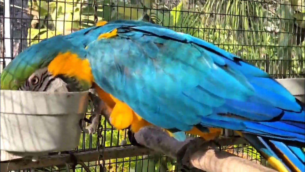 Beautiful Parrot Wing Display 🦜✨ | Stunning Bird Moment