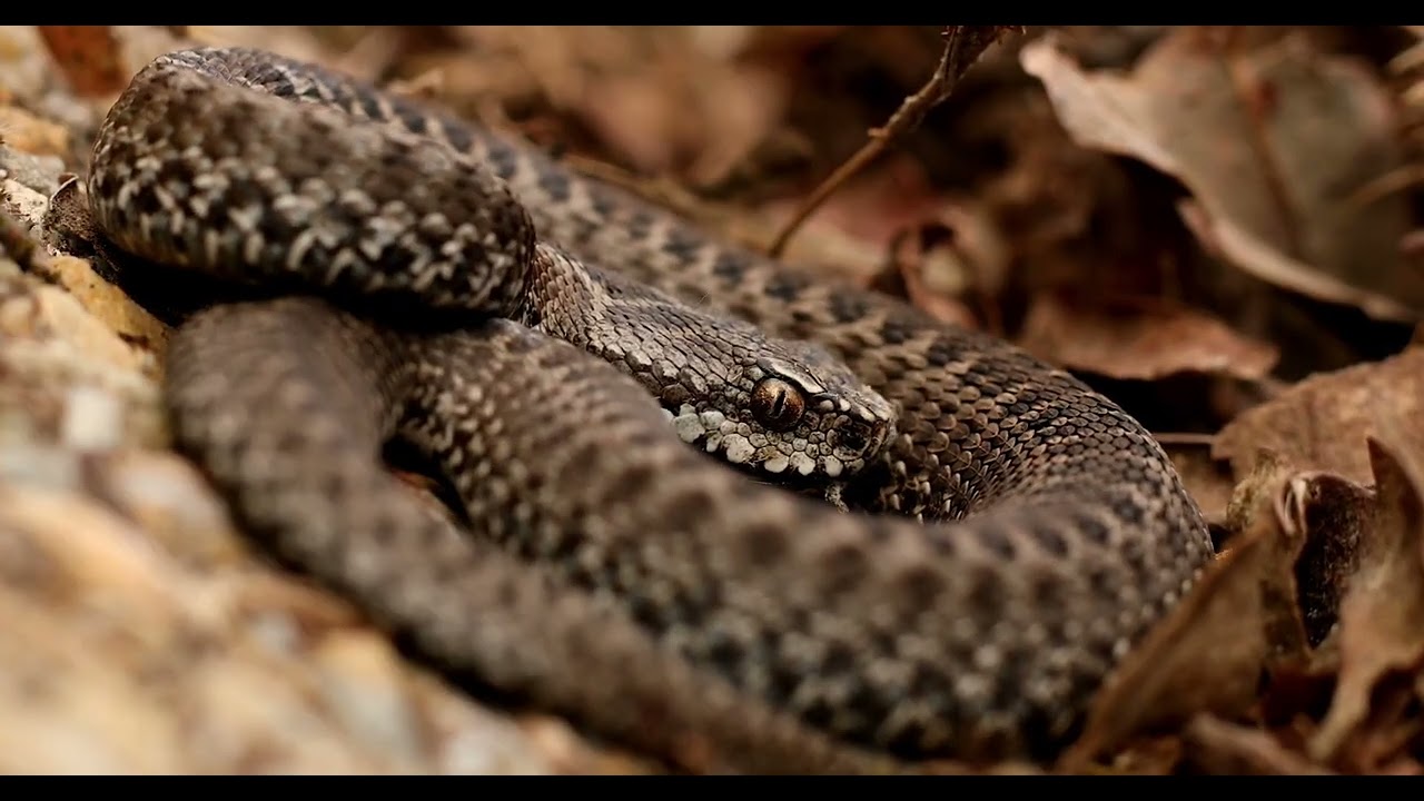 Parque Nacional Peneda-Gerês - Fauna e Flora