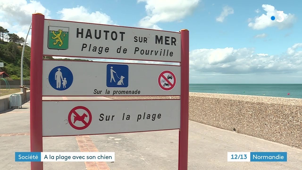 Quelle place pour les chiens sur les plages près de Dieppe ?