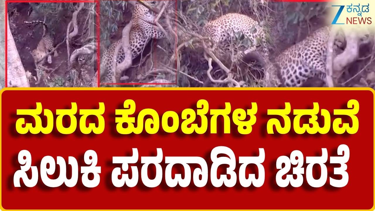 Leopard Struggled in Tree | Chamarajanagar | ಚಿರತೆ ಪರದಾಟದ ದೃಶ್ಯ ಸೆರೆ ಹಿಡಿದ ಪ್ರಯಾಣಿಕರು