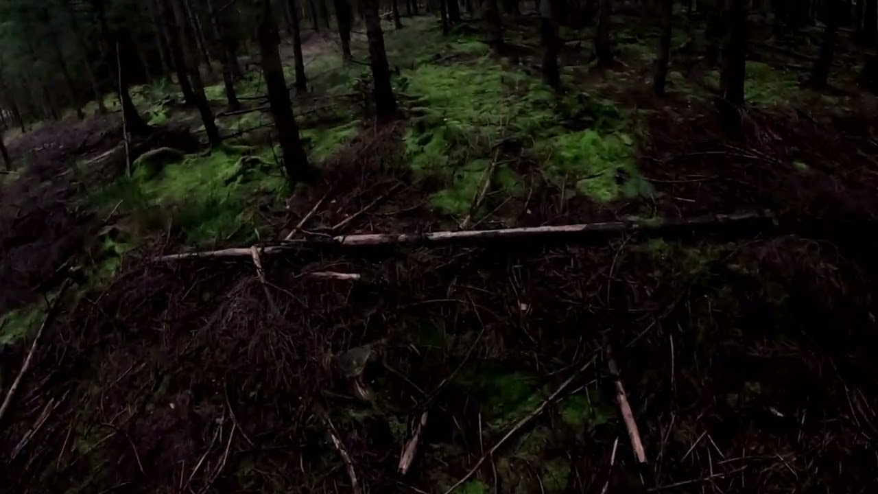 Efters&ouml;k, vildsvin attackerar.