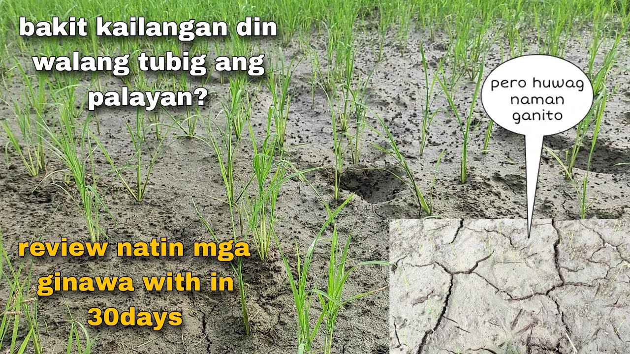 Bakit kailangan walang tubig? Ano ginawa sa 30 days? (review) | jo wel