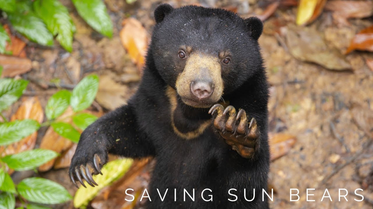 Saving Sun Bears: Rescue and Rehabilitation at the Bornean Sun Bear Conservation Centre, Sepilok