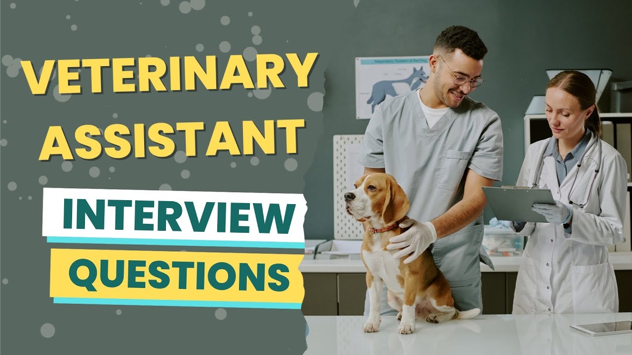 Вопросы для собеседования на должность ассистента ветеринара (с ответами и советами)