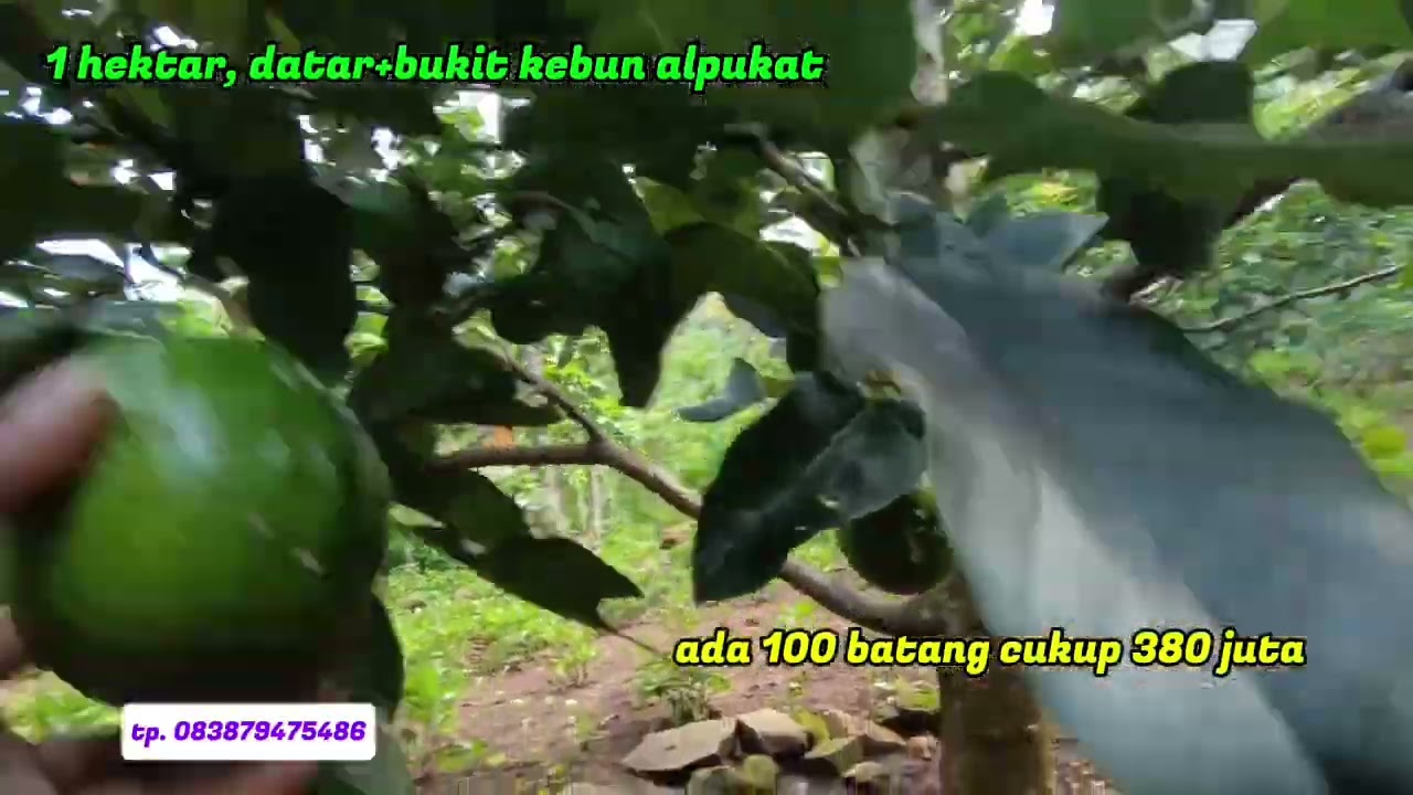 1 hektar kebun alpukat tinggal panen