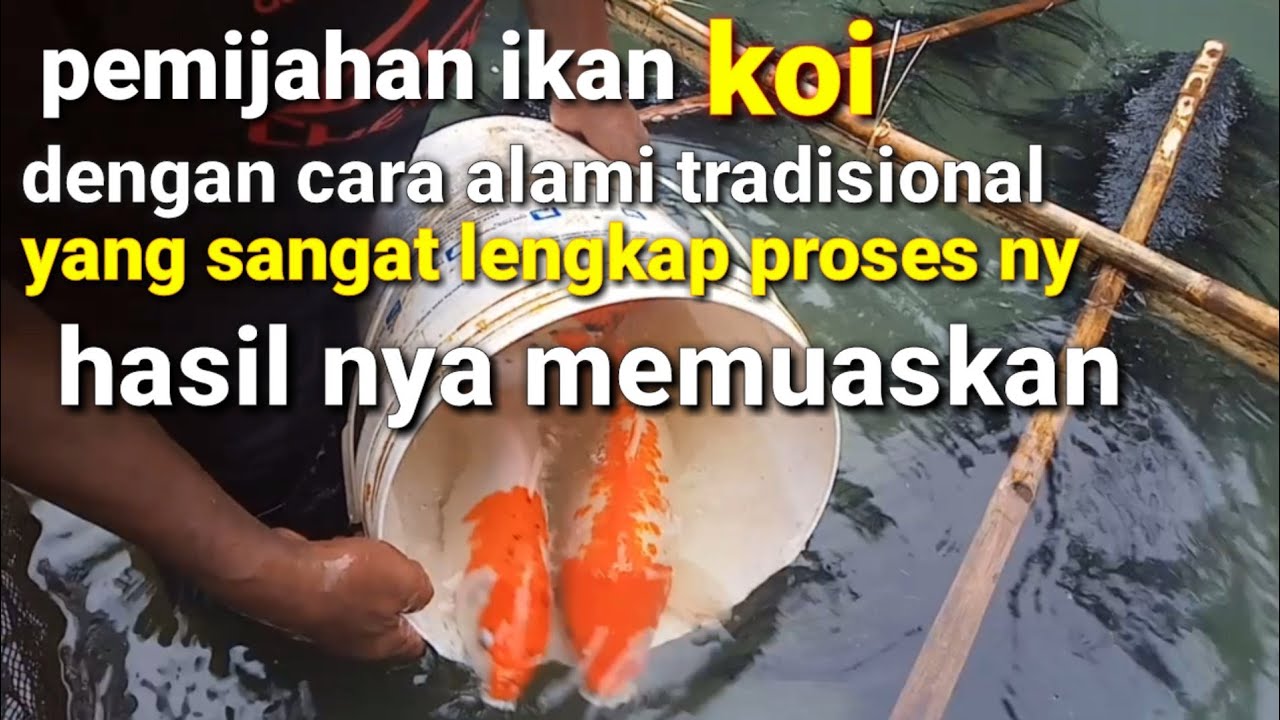 PEMIJAHAN IKAN KOI DENGAN CARA ALAMI TRADISIONAL YANG SANGAT LENGKAP