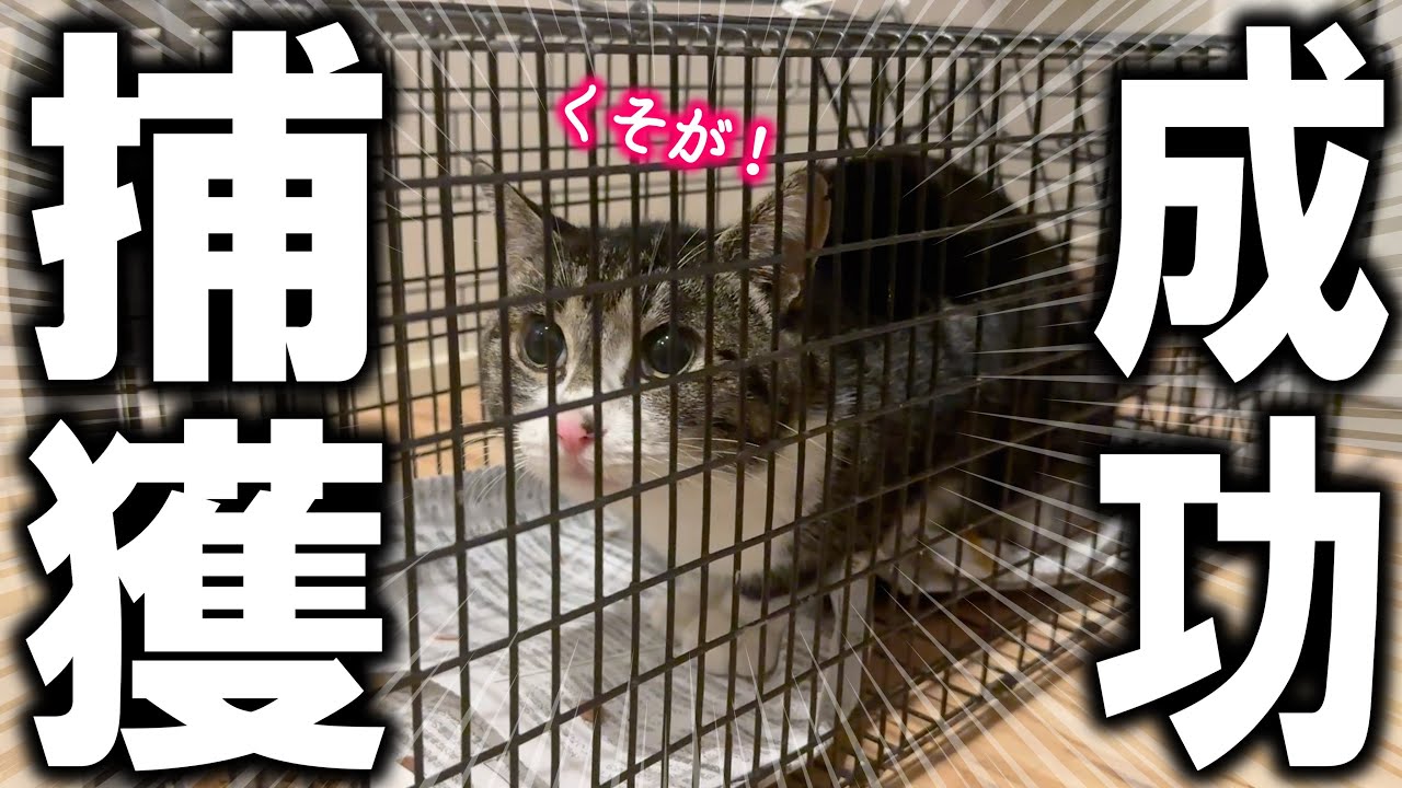 脱走していた凶暴猫（前科2犯）、美味しいご飯に釣られてまたもや捕まる