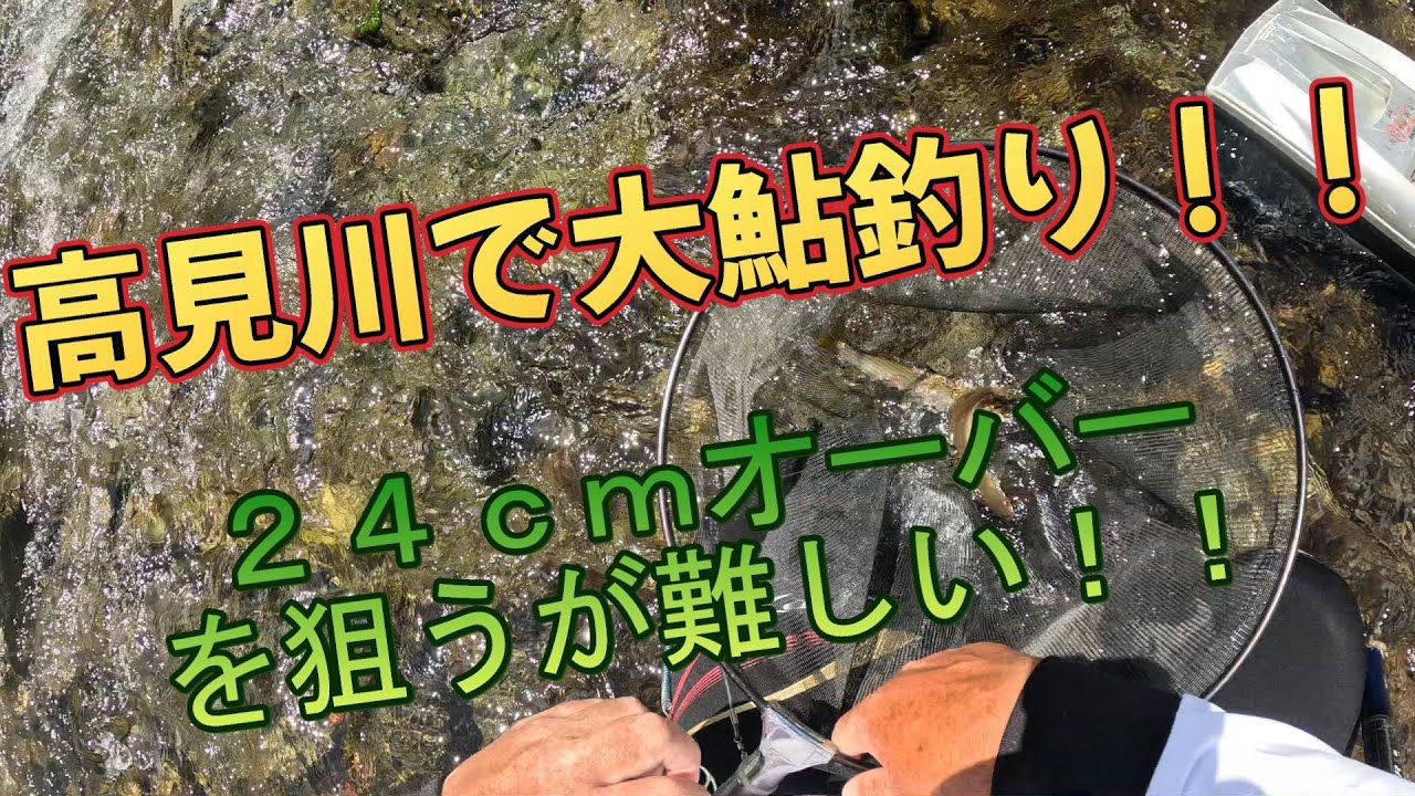 【高見川で大鮎釣り】めちゃくちゃデカい鮎がいる場所を攻略出来るか？＃鮎釣り＃高見川＃大鮎