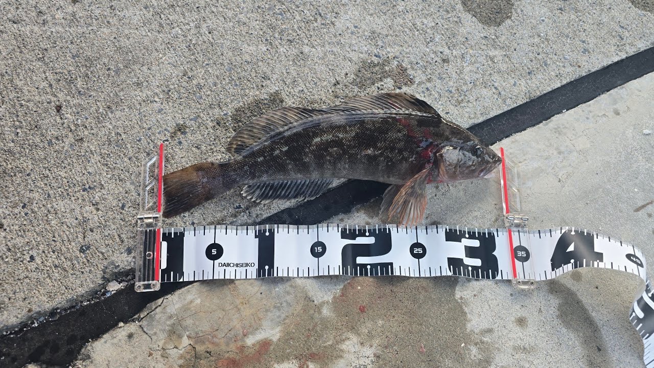 「北海道、釣り」友人とのロックフィッシュ釣行