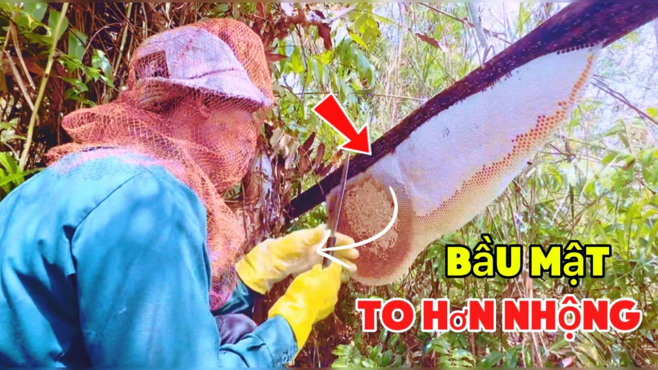phần 10 : thăm luồng kèo giữa rừng già được 4 tổ ong khai thác hơn 20 ký 