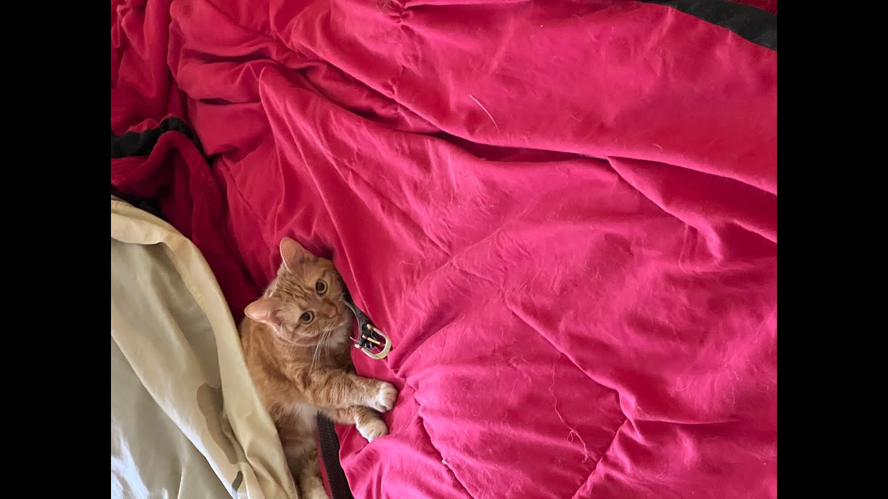 Pedagogical Content Knowledge Overview