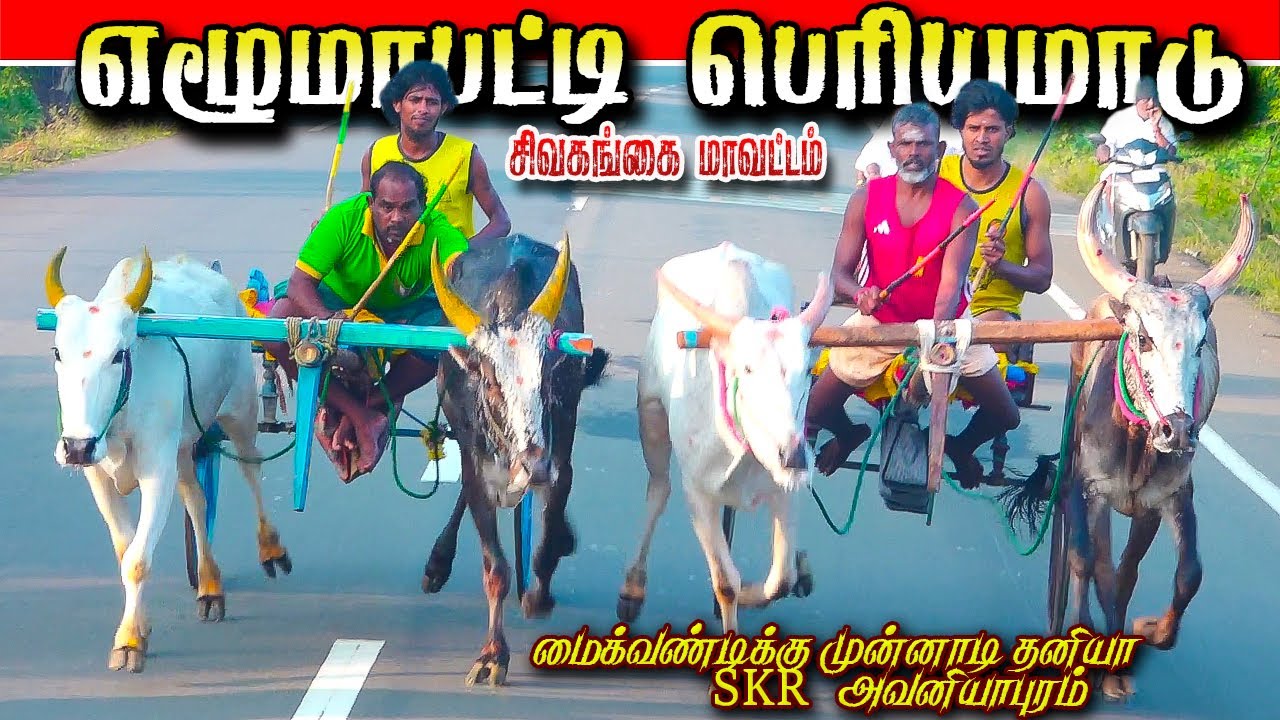 எழுமாபட்டி பெரியமாடு 14/*01/2026 #krish_studio_kattumavadi