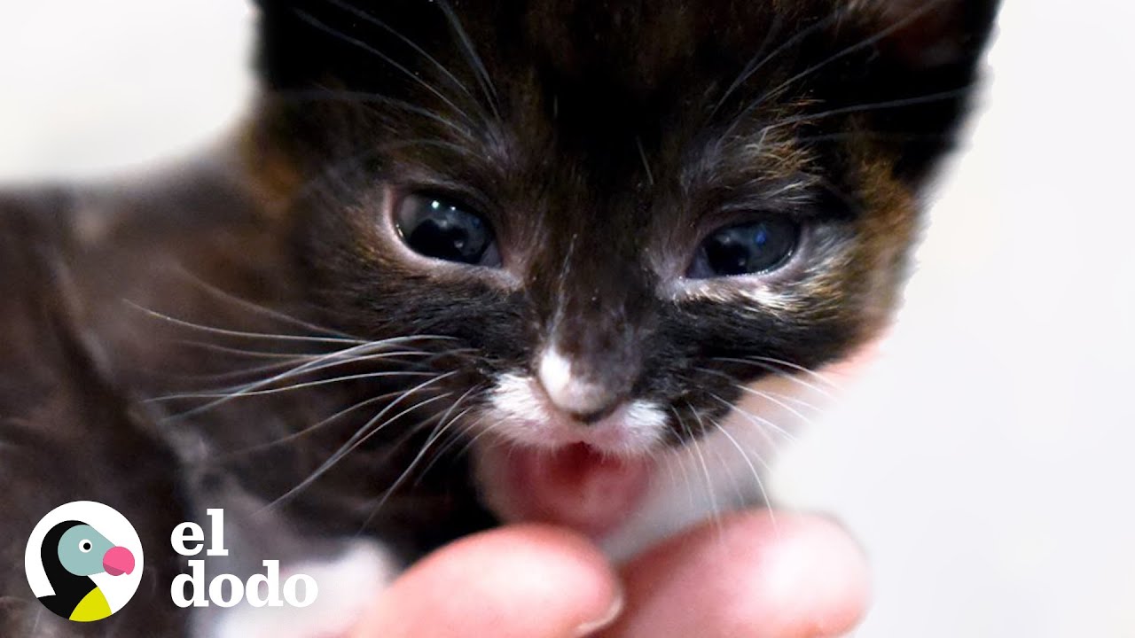 Esta gatita de paladar hendido es una pequeña heroína I El Dodo