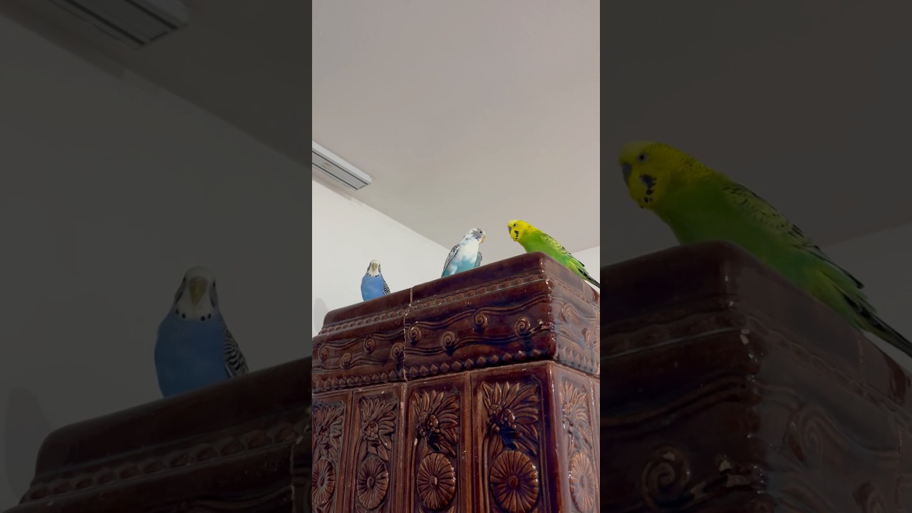❤️🦜