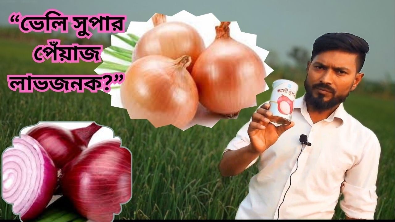 ভেলি সুপার পেঁয়াজ ICS COMPANY চাষ লাভজনক কি না | চাষির আলোচনা