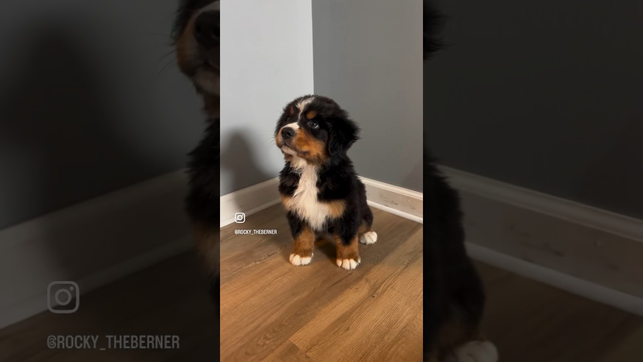 Bernese Mountain Dog Puppy 1st Bath 🛁 | #momof4 #bernesemountaindog #youtubeshorts | Mega Mom
