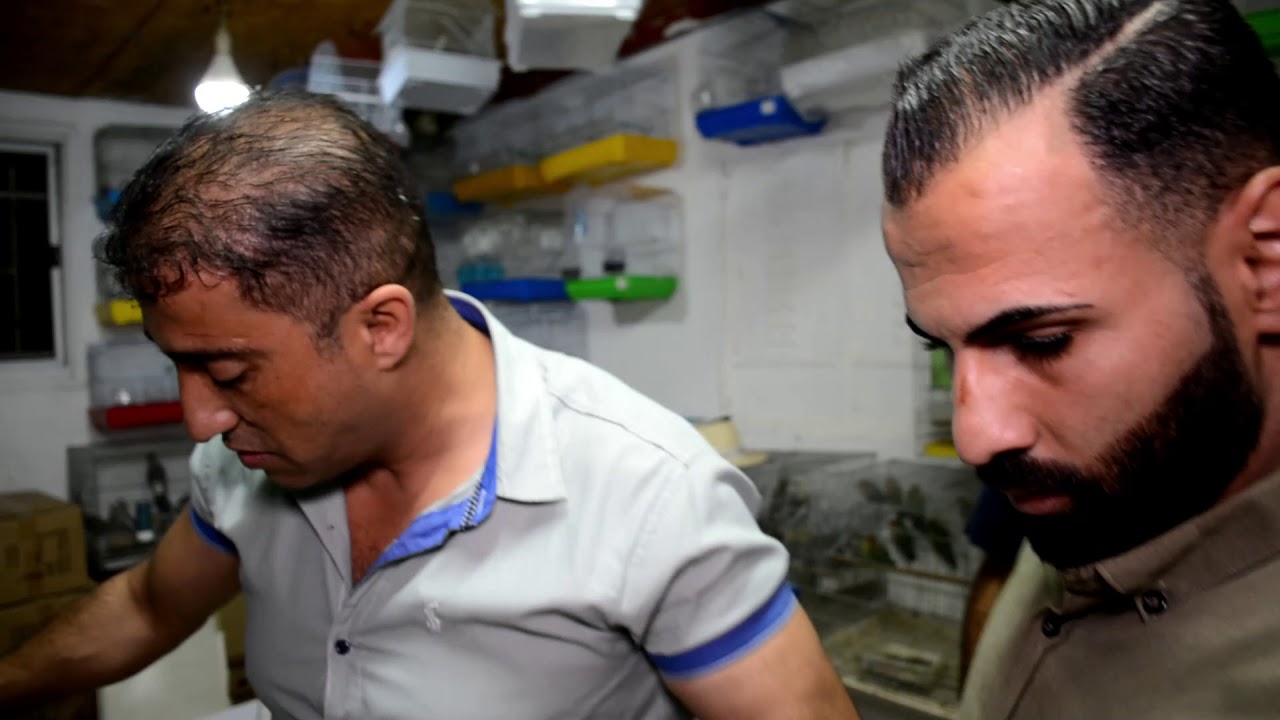 افعى فلسطين الخطيره سامة تقتحم محل طيور مع جمال العمواسي