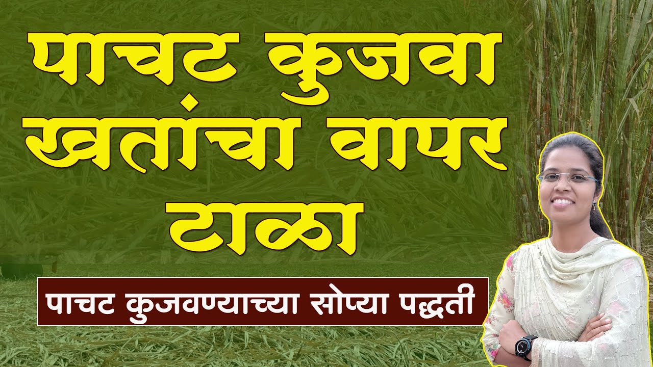 उसाचे पाचट कुजवण्याच्या सोप्या पद्धती | पाचट कुजवण्याचे फायदे | पाचट जाळण्याचे  तोटे  #sugarcane