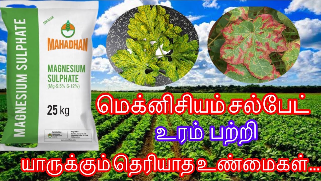 Megnesium sulphate உரம் பற்றிய விவரங்கள் #mg #megnesium sulphate  #agritechtamil #micronutrient