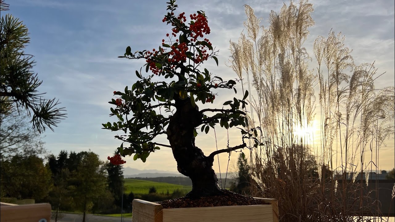 🇫🇷 De nouveaux arbres sont arrivés dans le jardin : Premier arbre Pyracantha