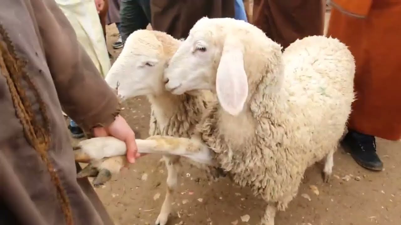 اسعار المواشي في الجزائر اليوم في حاسي بحبح ولاية جلفة 