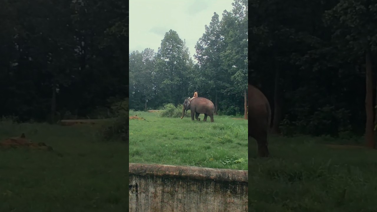 Ormanjhi zoo park Ranchi 🏞️🐅#ormanjhizoo #Ranchi #chidiyaghar #minivlog #viralvlog #Rajhzbvlog