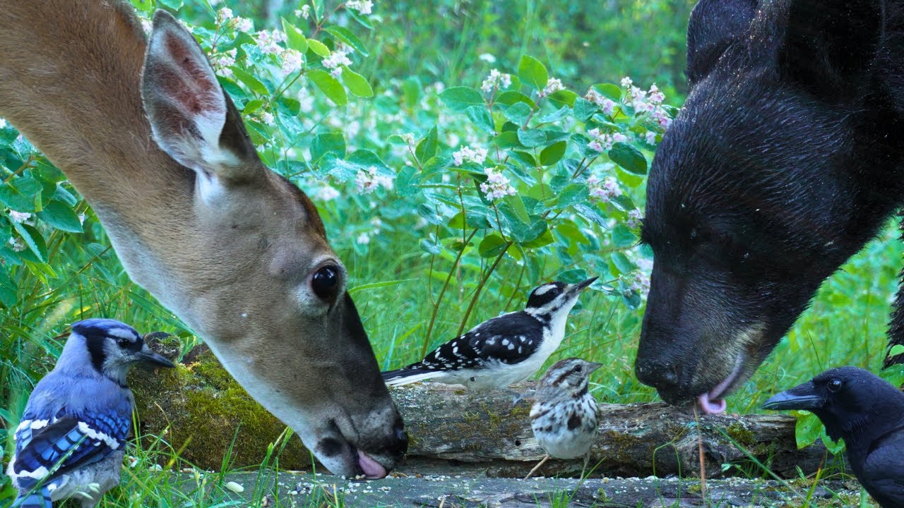 Dog TV & Cat TV - Deer, Birds & a Bear Who's Not Camera Shy 🐻 Nature Unfiltered for Pets & People