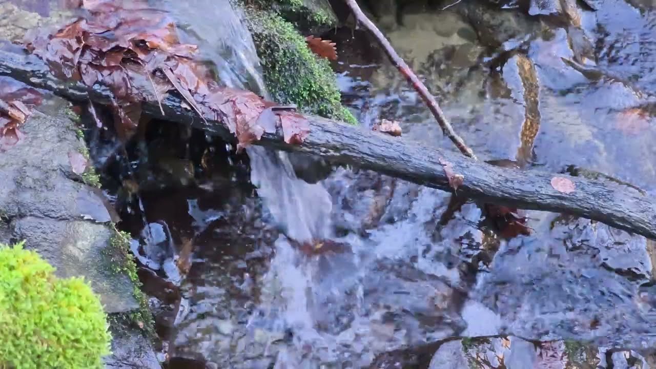 Moss & Wood Tiny Waterfall – 4K 60fps Natural ASMR