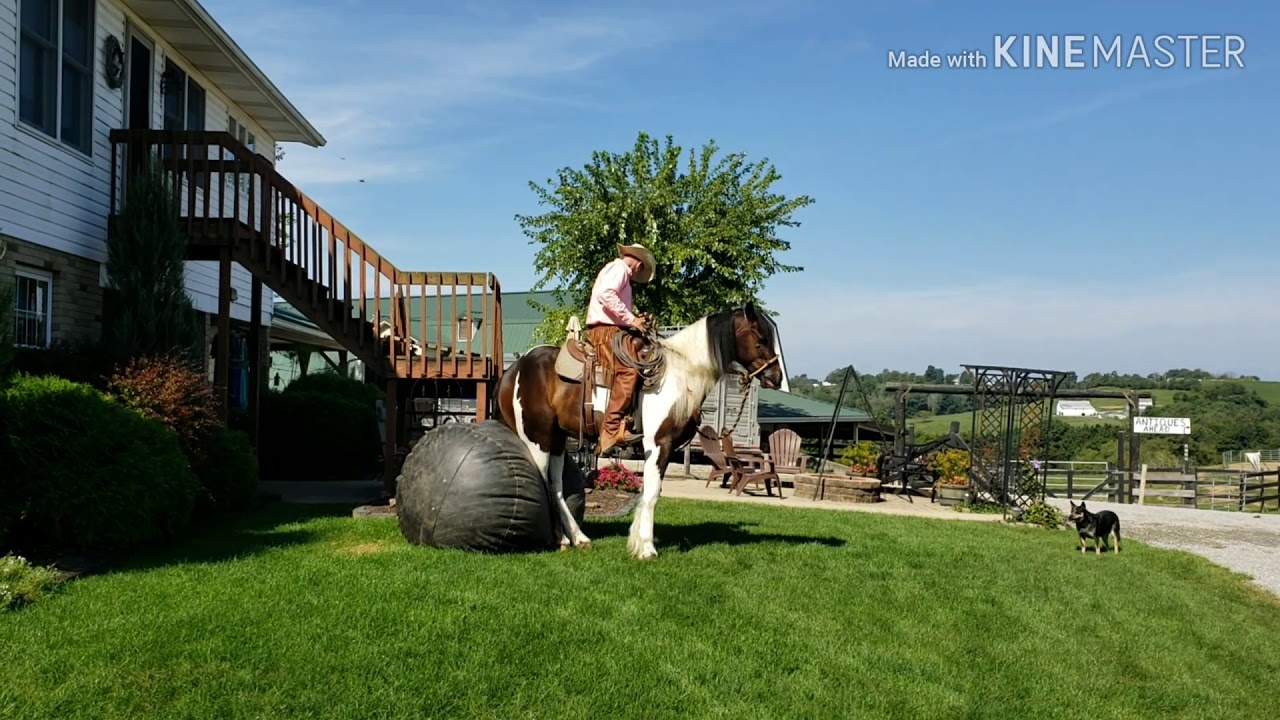 Laredo 4yr old Registered Gypsy Vanner Quarter Horse  cross gelding.